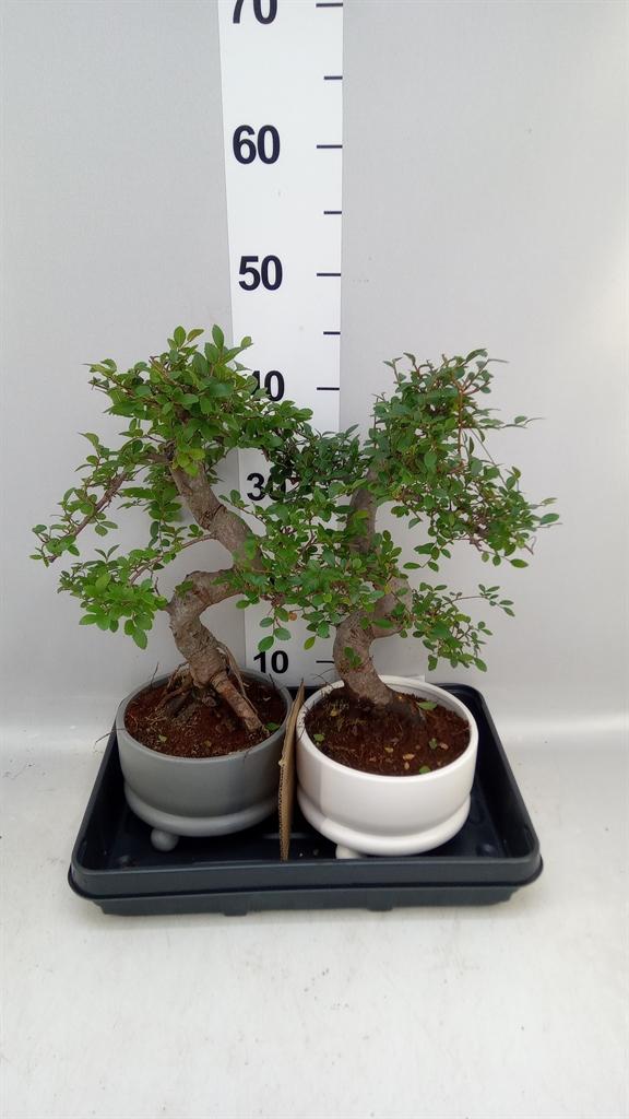 Горшечные цветы и растения оптом Bonsai ...mix от 2шт из Голландии с доставкой по России