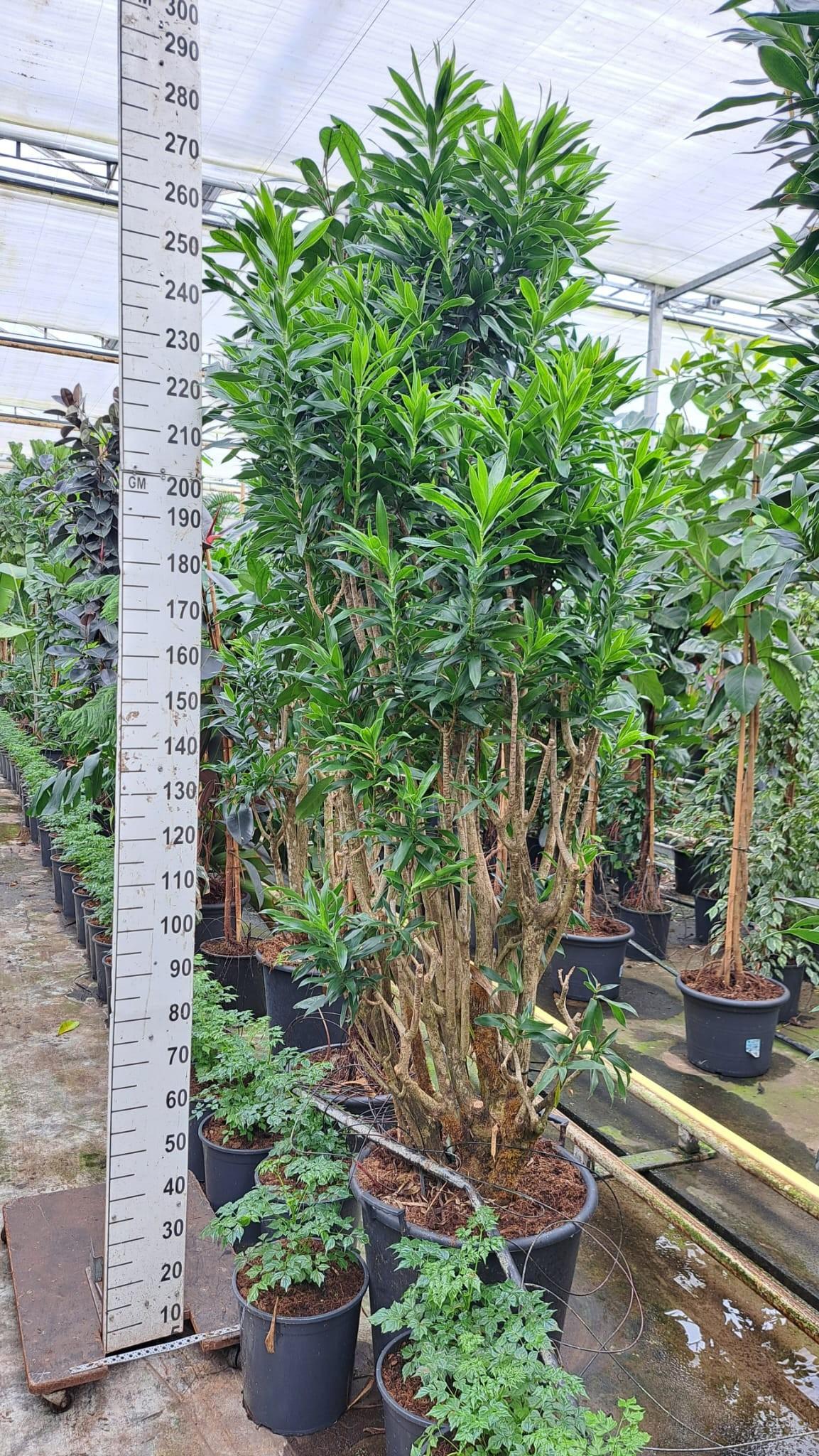 Горшечные цветы и растения оптом Dracaena Reflexa Pleomele Vertakt Xxxl от 1шт из Голландии с доставкой по России