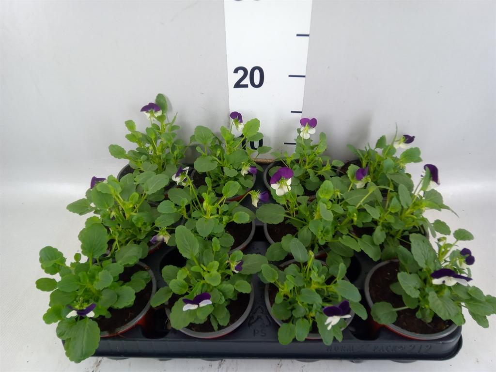 Горшечные цветы и растения оптом Viola Corn. evo Mini White Purple от 12шт (для телеги) из Голландии с доставкой по России