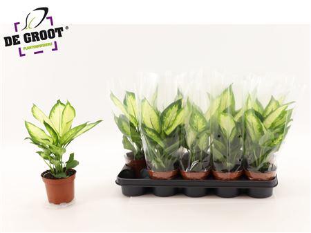 Горшечные цветы и растения оптом Dieffenbachia Camilla от 10шт из Голландии с доставкой по России