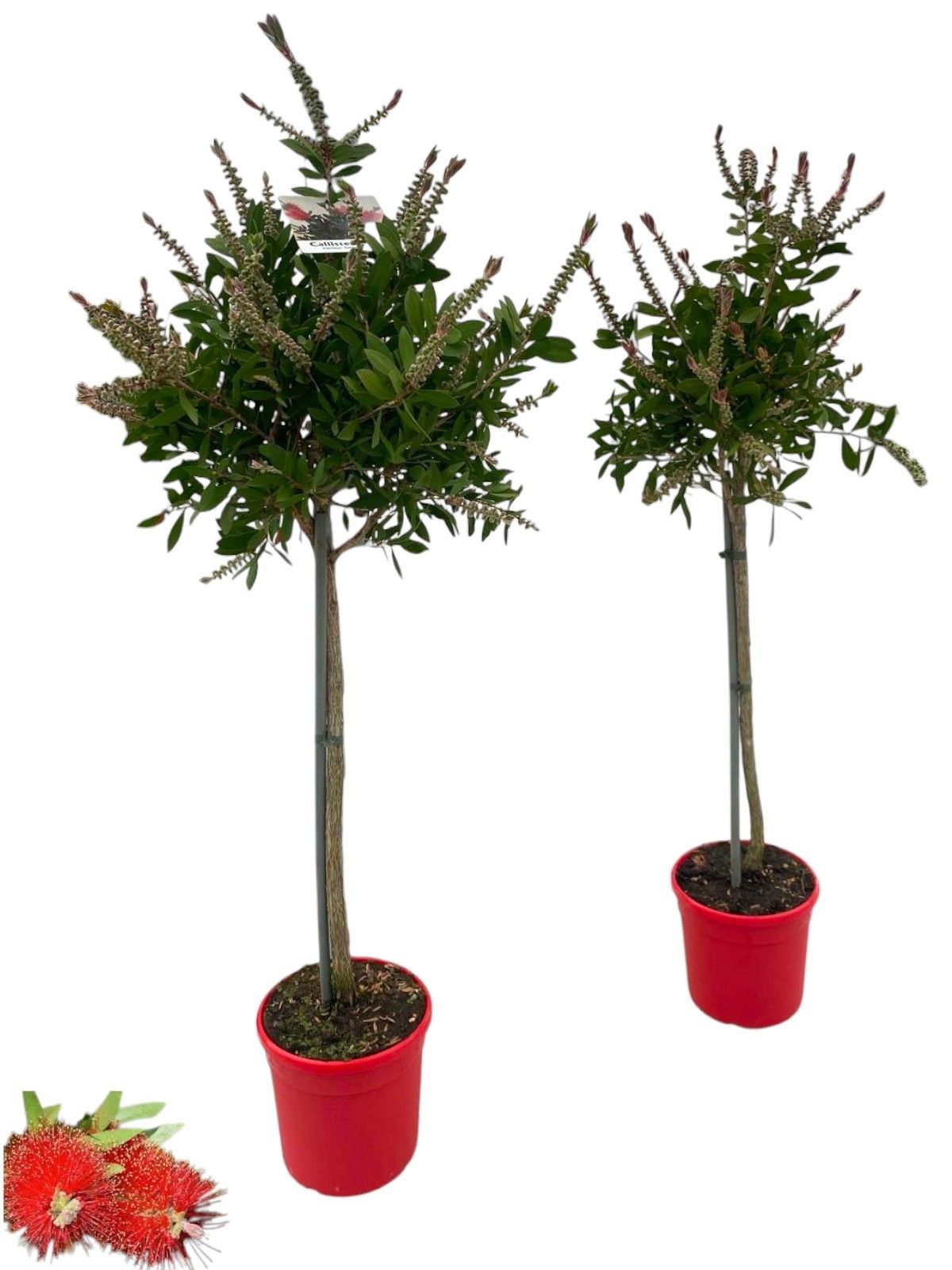 Горшечные цветы и растения оптом Callistemon Citrinus Splendens On Stem от 1шт из Голландии с доставкой по России