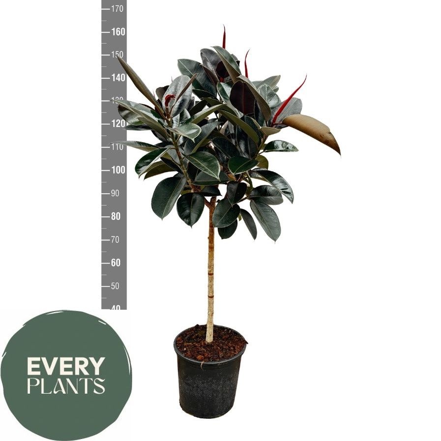 Горшечные цветы и растения оптом Fic El Abidjan от 1шт из Голландии с доставкой по России