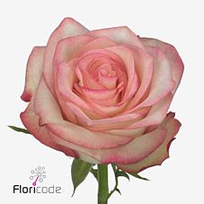 Срезанные цветы оптом Rosa large paloma от 40шт из Голландии с доставкой по России