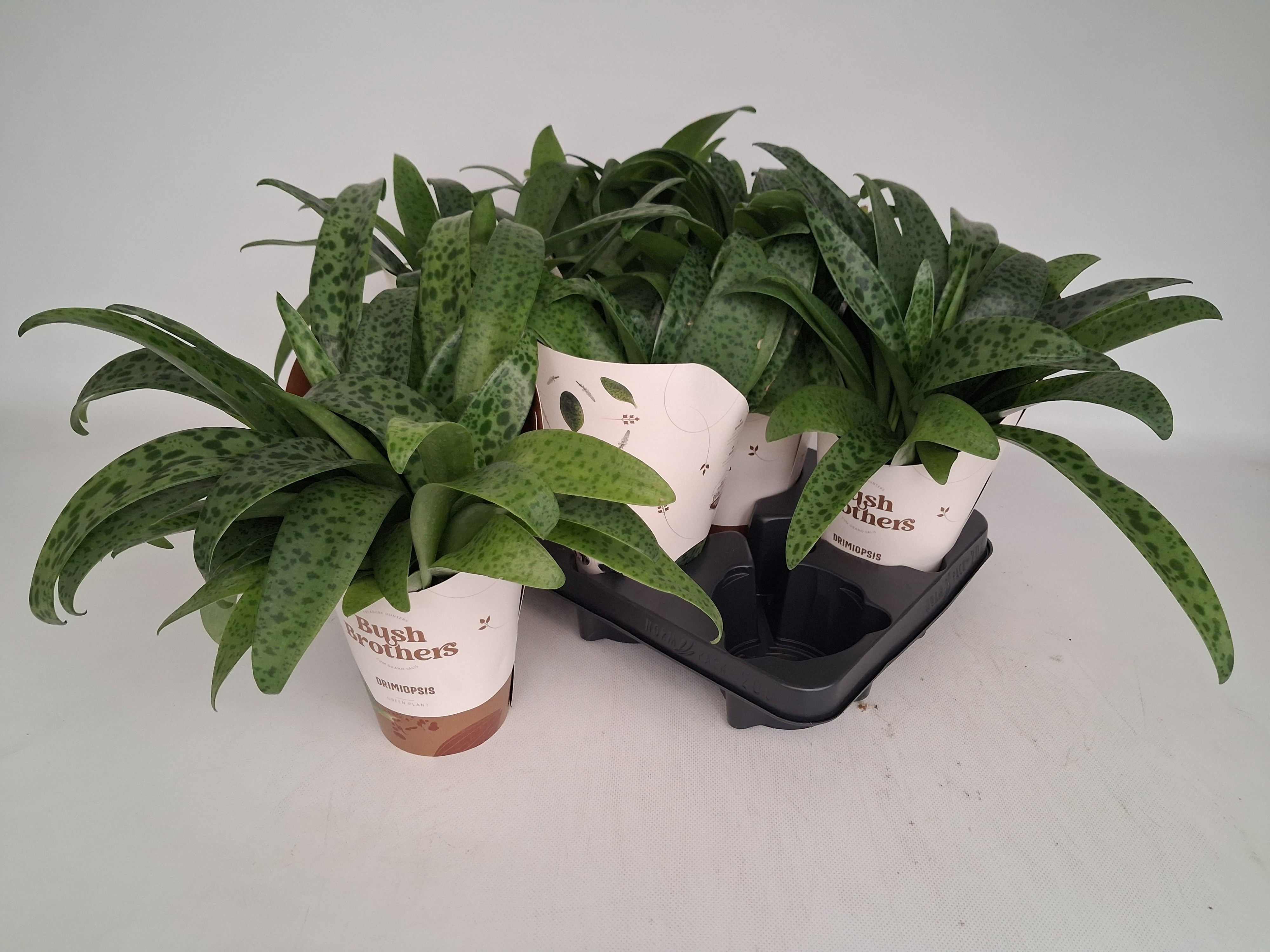 Горшечные цветы и растения оптом Drimiopsis Maculata от 6шт из Голландии с доставкой по России