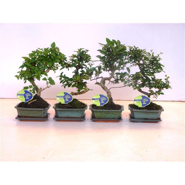 Горшечные цветы и растения оптом Bonsai Mix Shape With Drip Tray от 10шт из Голландии с доставкой по России