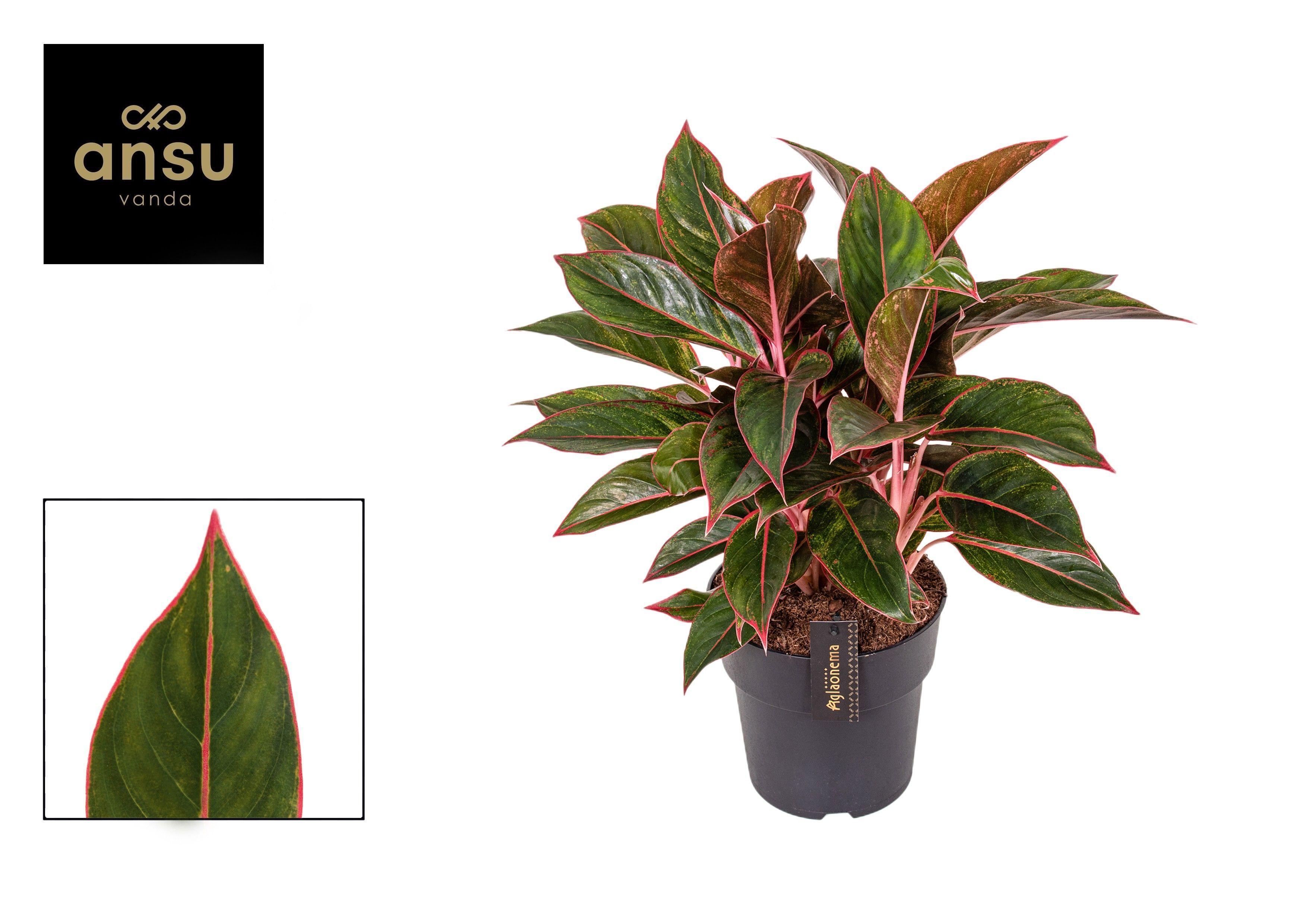 Горшечные цветы и растения оптом Aglaonema Jungle Red Xxl от 3шт из Голландии с доставкой по России