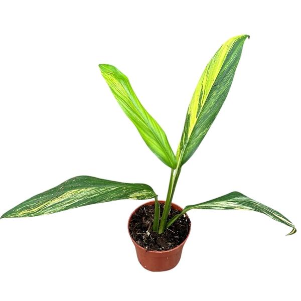 Горшечные цветы и растения оптом Amplissimum Aurea Variegata от 1шт из Голландии с доставкой по России