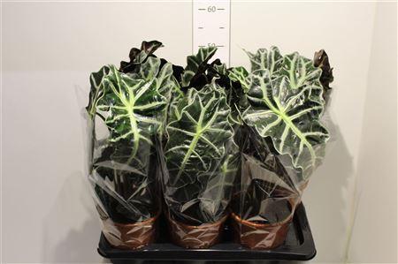 Горшечные цветы и растения оптом Aloc Polly 2 Stek от 6шт (для телеги) из Голландии с доставкой по России