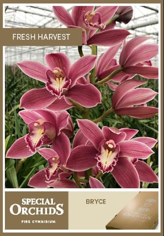 Срезанные цветы оптом Cymbidium pink bryce от 2шт из Голландии с доставкой по России