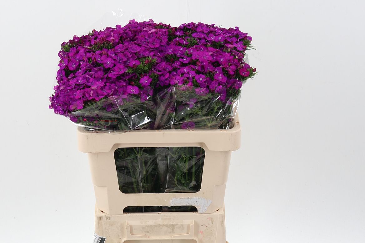 Срезанные цветы оптом Dianthus br amazone neon purple от 100шт из Голландии с доставкой по России