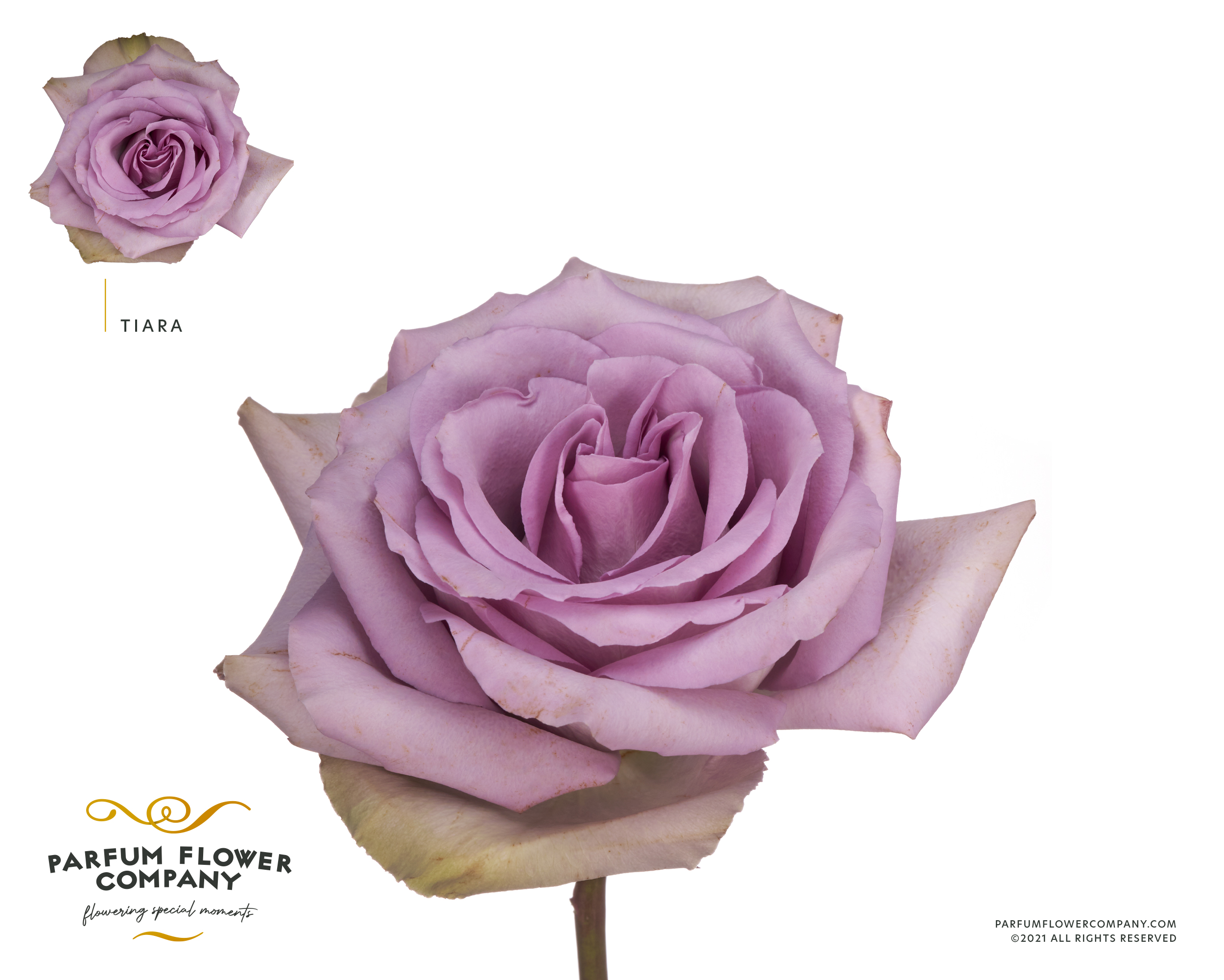 Срезанные цветы оптом Rosa garden tiara от 20шт из Голландии с доставкой по России