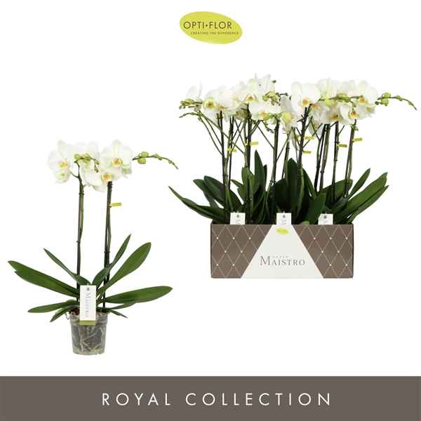 Горшечные цветы и растения оптом Phal 2st Maistro White (opti) от 6шт из Голландии с доставкой по России