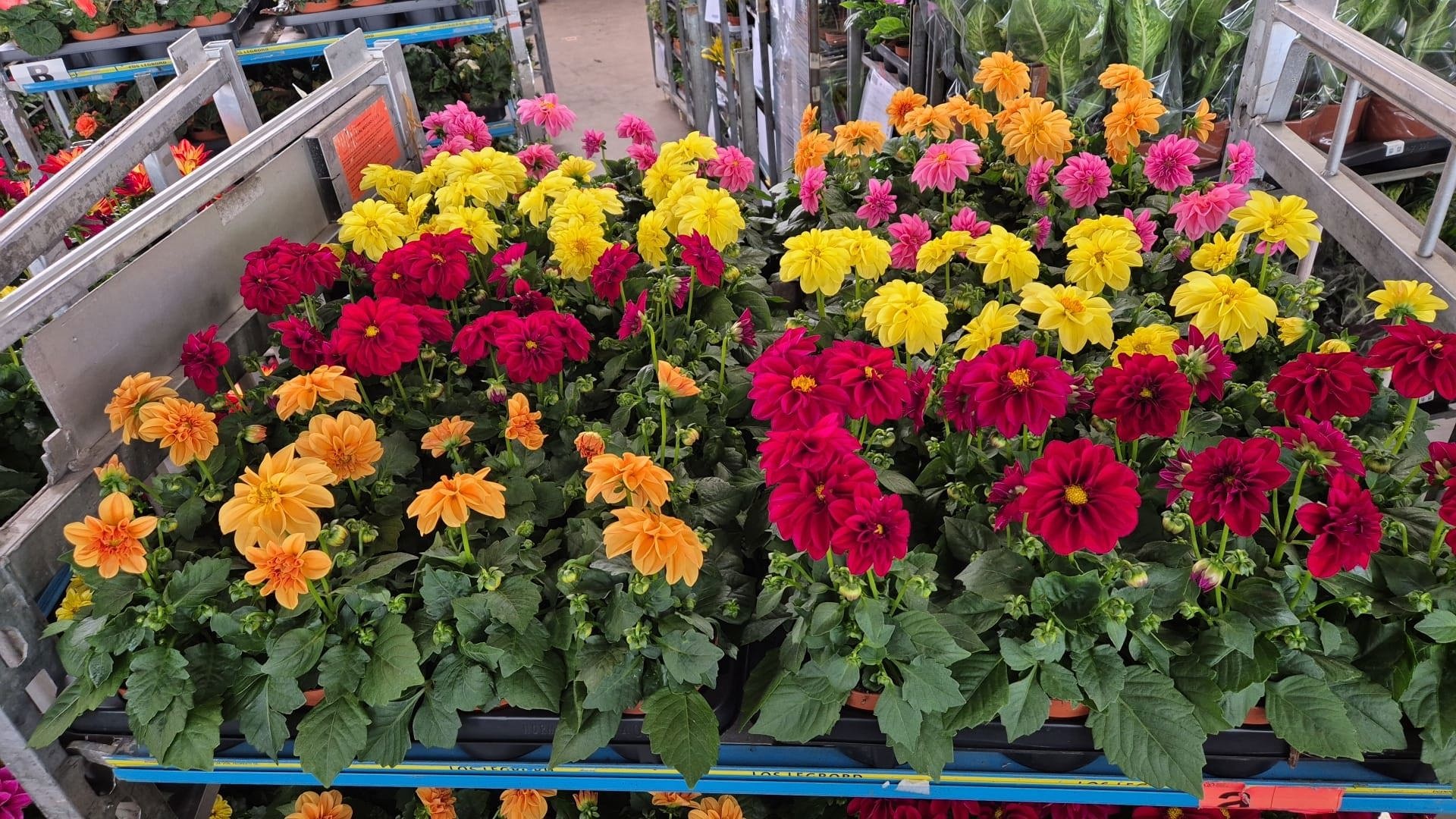 Горшечные цветы и растения оптом Dahlia Royal Gem от 8шт из Голландии с доставкой по России