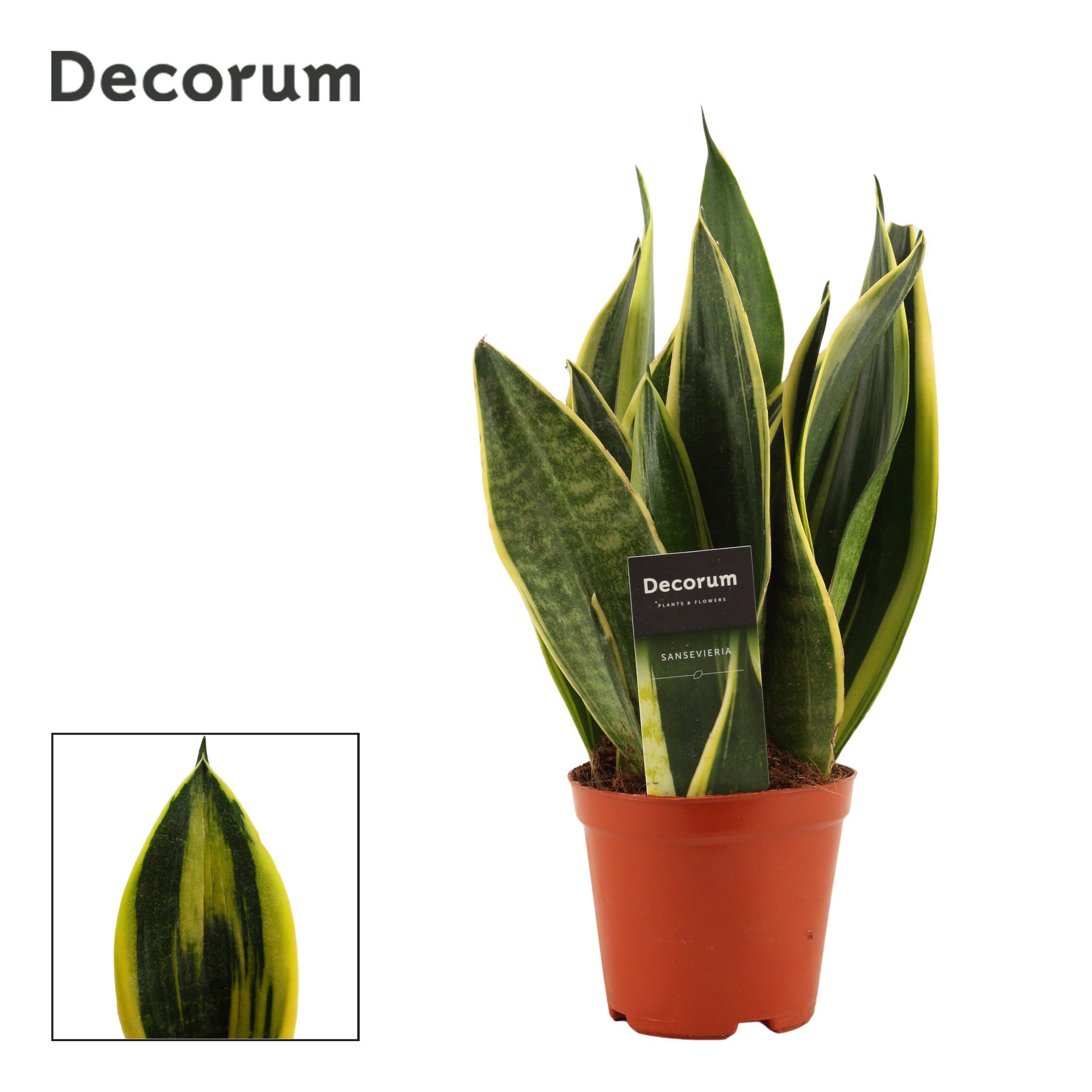 Горшечные цветы и растения оптом Sansevieria Gold Dust (decorum) от 10шт из Голландии с доставкой по России
