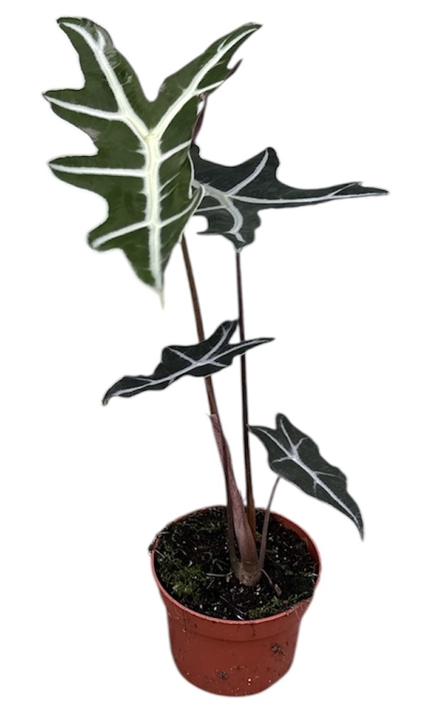 Горшечные цветы и растения оптом Alocasia Nobilis от 1шт (для телеги) из Голландии с доставкой по России