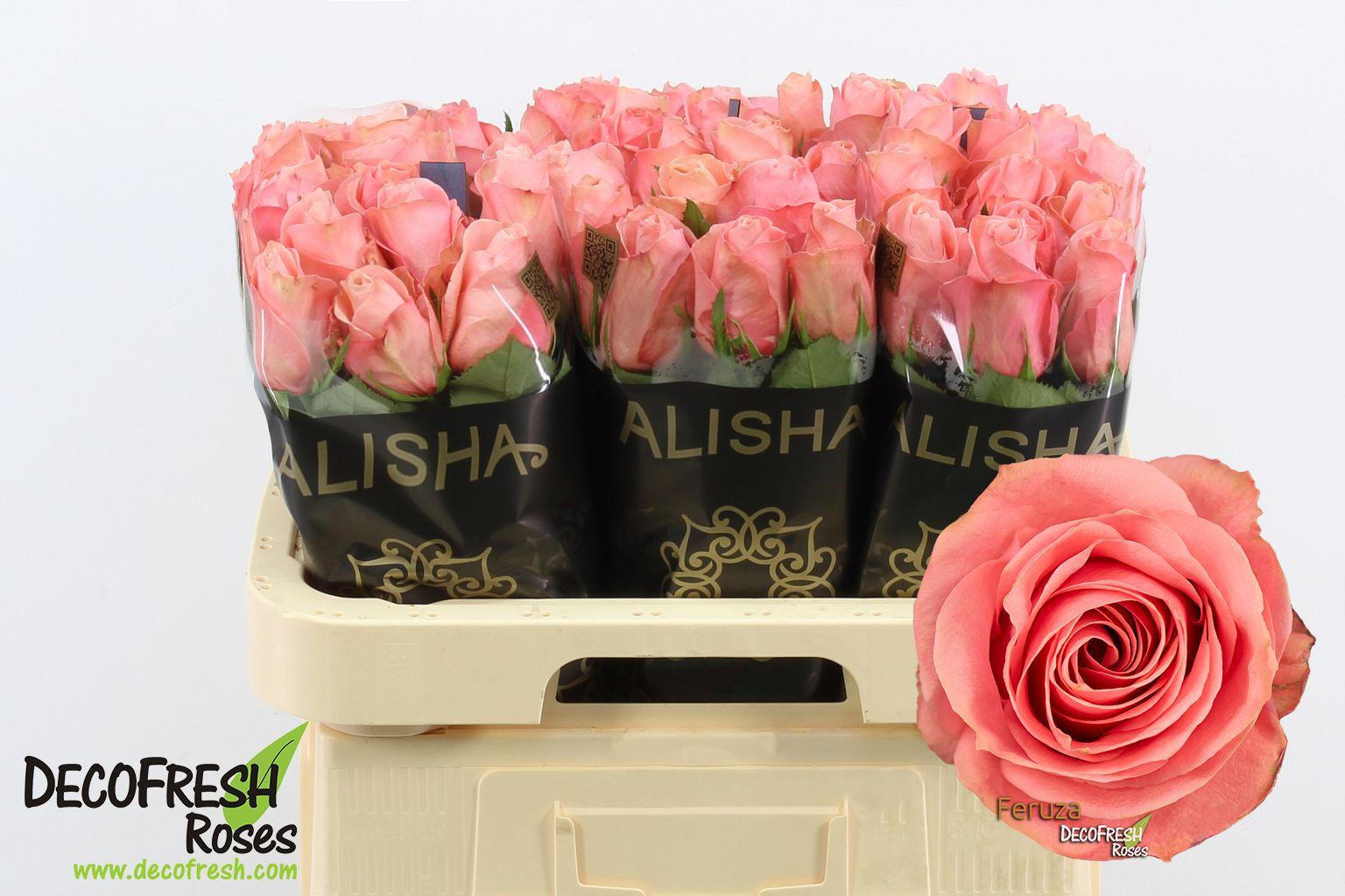 Срезанные цветы оптом Rosa garden feruza от 60шт из Голландии с доставкой по России