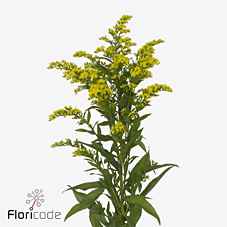 Срезанные цветы оптом Solidago carzan glory от 75шт из Голландии с доставкой по России