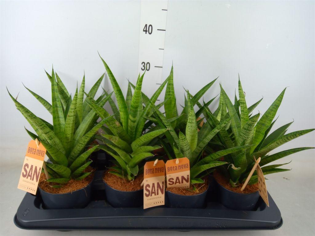 Горшечные цветы и растения оптом Sansevieria Cyl.  ... от 8шт из Голландии с доставкой по России