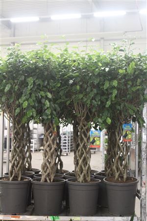 Горшечные цветы и растения оптом Fic Benjamina Ov 6pp от 1шт из Голландии с доставкой по России