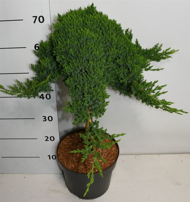 Горшечные цветы и растения оптом Juniperus Proc Nana On Stem от 1шт из Голландии с доставкой по России