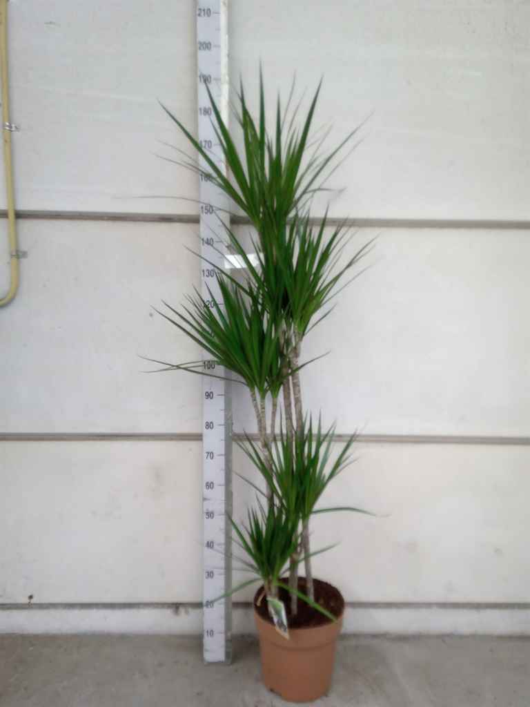 Горшечные цветы и растения оптом Dracaena Marg. от 1шт из Голландии с доставкой по России