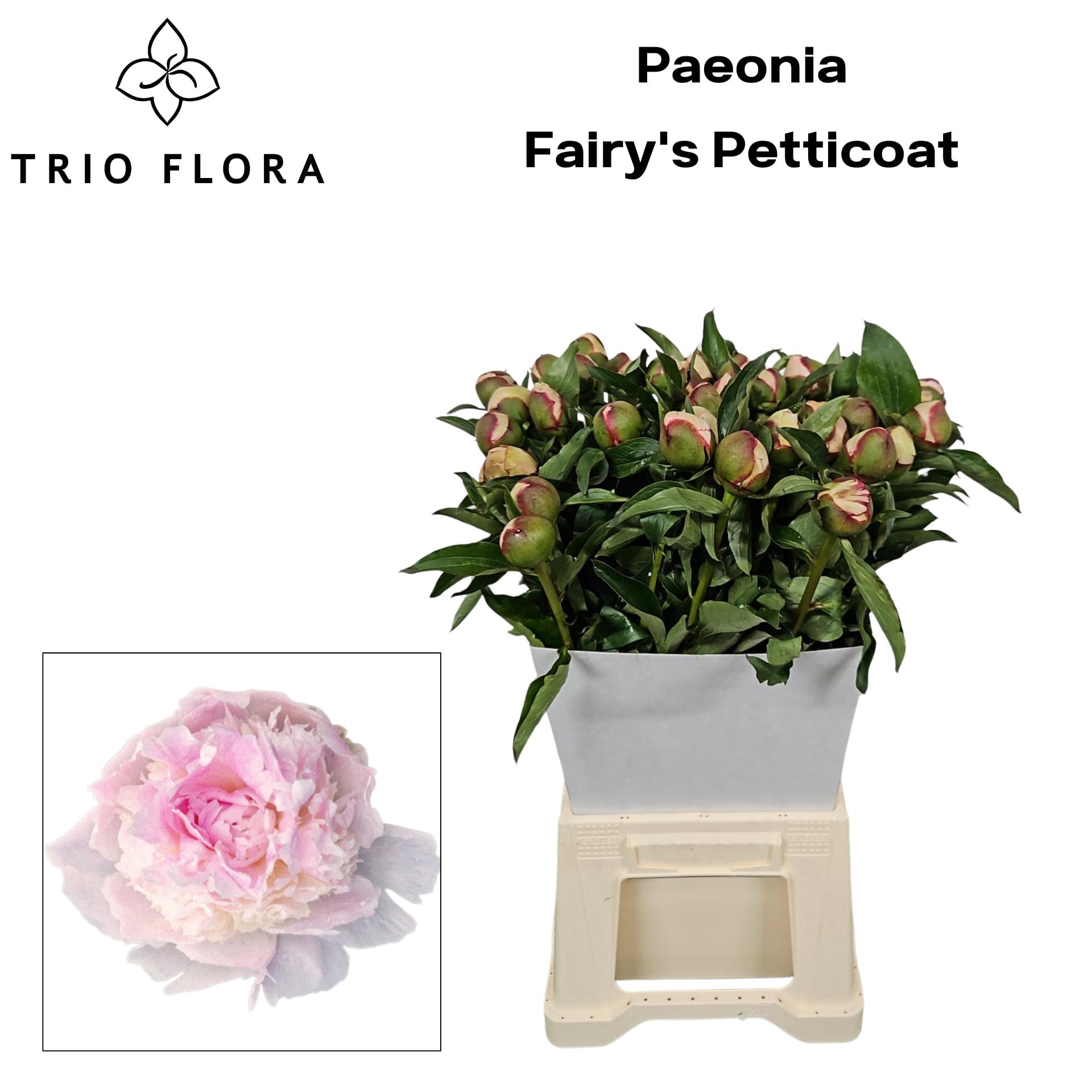 Срезанные цветы оптом Paeonia fairys petticoat от 40шт из Голландии с доставкой по России