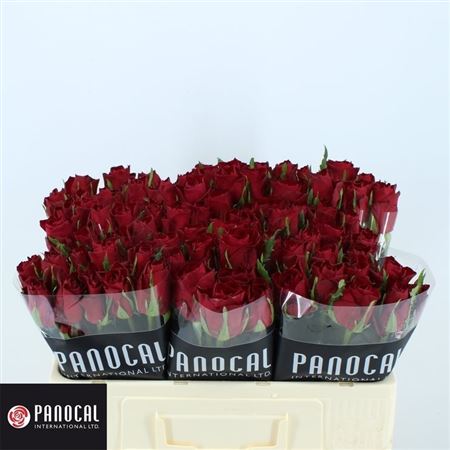 Срезанные цветы оптом Rosa large madam red от 80шт из Голландии с доставкой по России