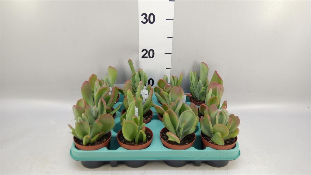 Горшечные цветы и растения оптом Kalanchoe Nf ... от 12шт (для телеги) из Голландии с доставкой по России