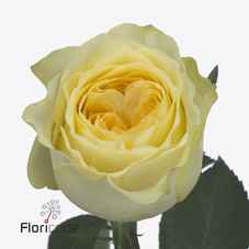Срезанные цветы оптом Rosa la buttercup allure от 40шт из Голландии с доставкой по России