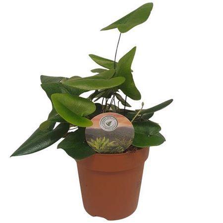 Горшечные цветы и растения оптом Hemionitis Arifolia P12 от 6шт из Голландии с доставкой по России