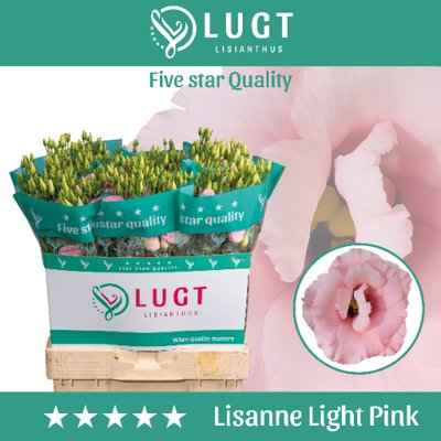 Срезанные цветы оптом Lisianthus do lisanne light pink от 60шт из Голландии с доставкой по России