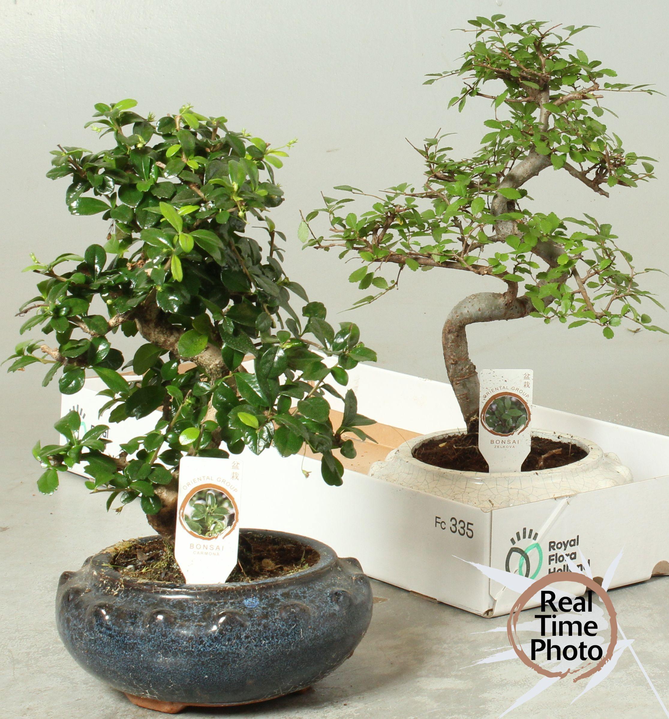 Горшечные цветы и растения оптом Bonsai Gem от 2шт из Голландии с доставкой по России