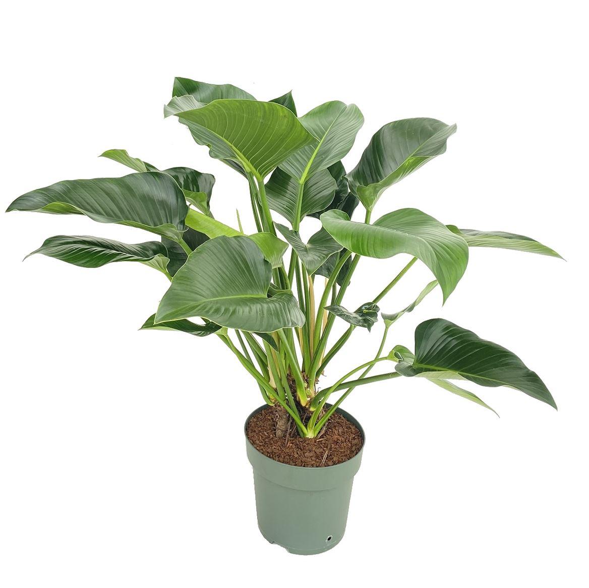 Горшечные цветы и растения оптом Philodendron Green Beauty + Watermeter A от 1шт из Голландии с доставкой по России