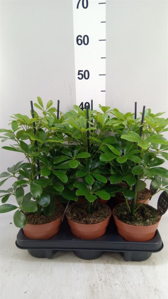 Горшечные цветы и растения оптом Schefflera Arbor. nora от 6шт из Голландии с доставкой по России