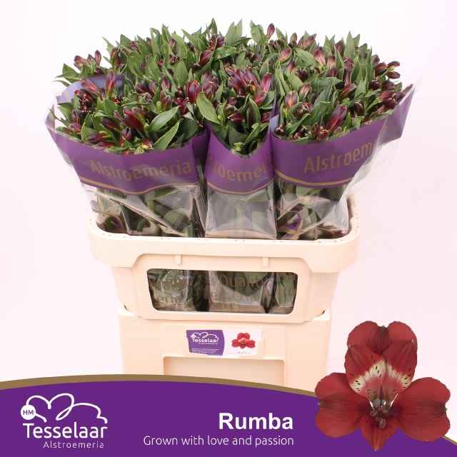 Срезанные цветы оптом Alstroemeria rumba от 50шт из Голландии с доставкой по России