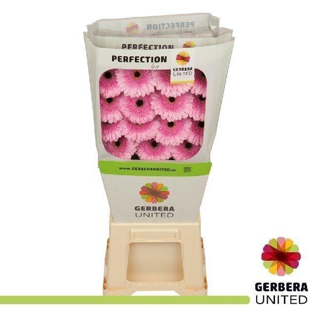 Срезанные цветы оптом Gerbera diamond pre-semmy от 45шт из Голландии с доставкой по России
