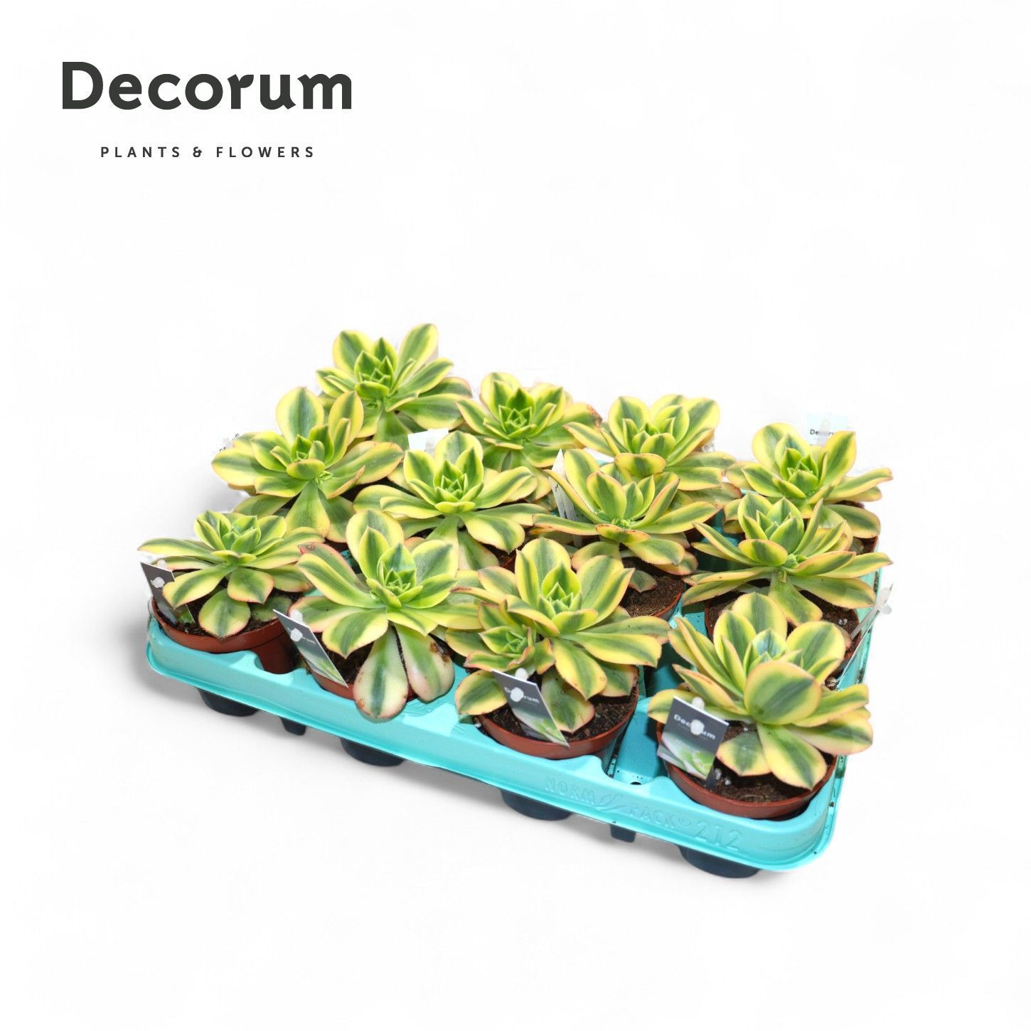 Горшечные цветы и растения оптом Aeonium Starburst (decorum) от 12шт (для телеги) из Голландии с доставкой по России