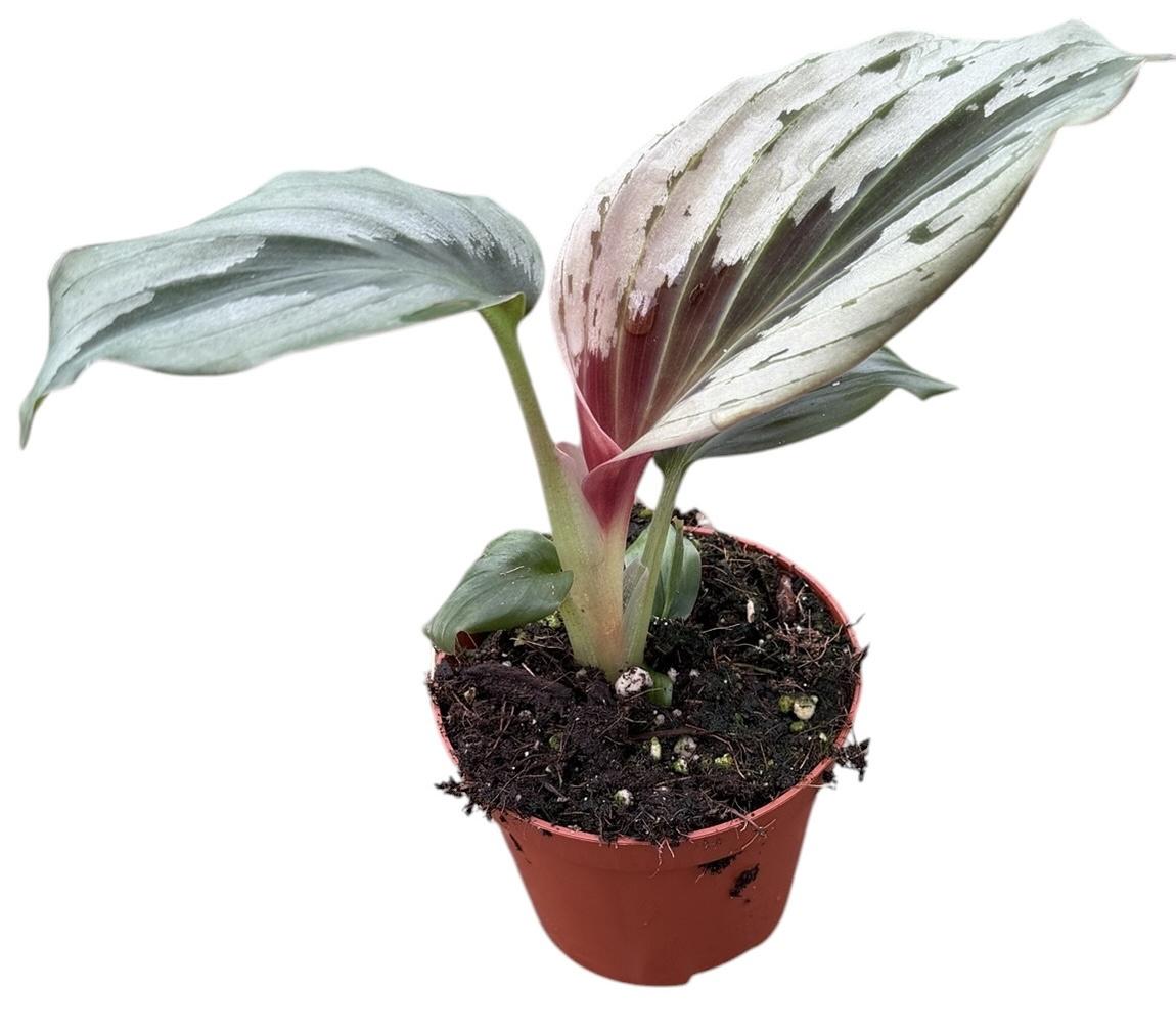 Горшечные цветы и растения оптом Kaempferia Aurantiflora Jungle Silver от 1шт (для телеги) из Голландии с доставкой по России