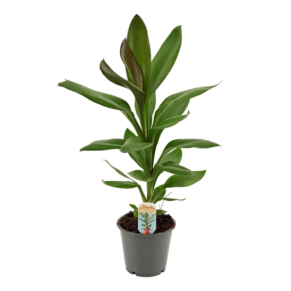 Горшечные цветы и растения оптом Cordyline Glauca от 10шт из Голландии с доставкой по России