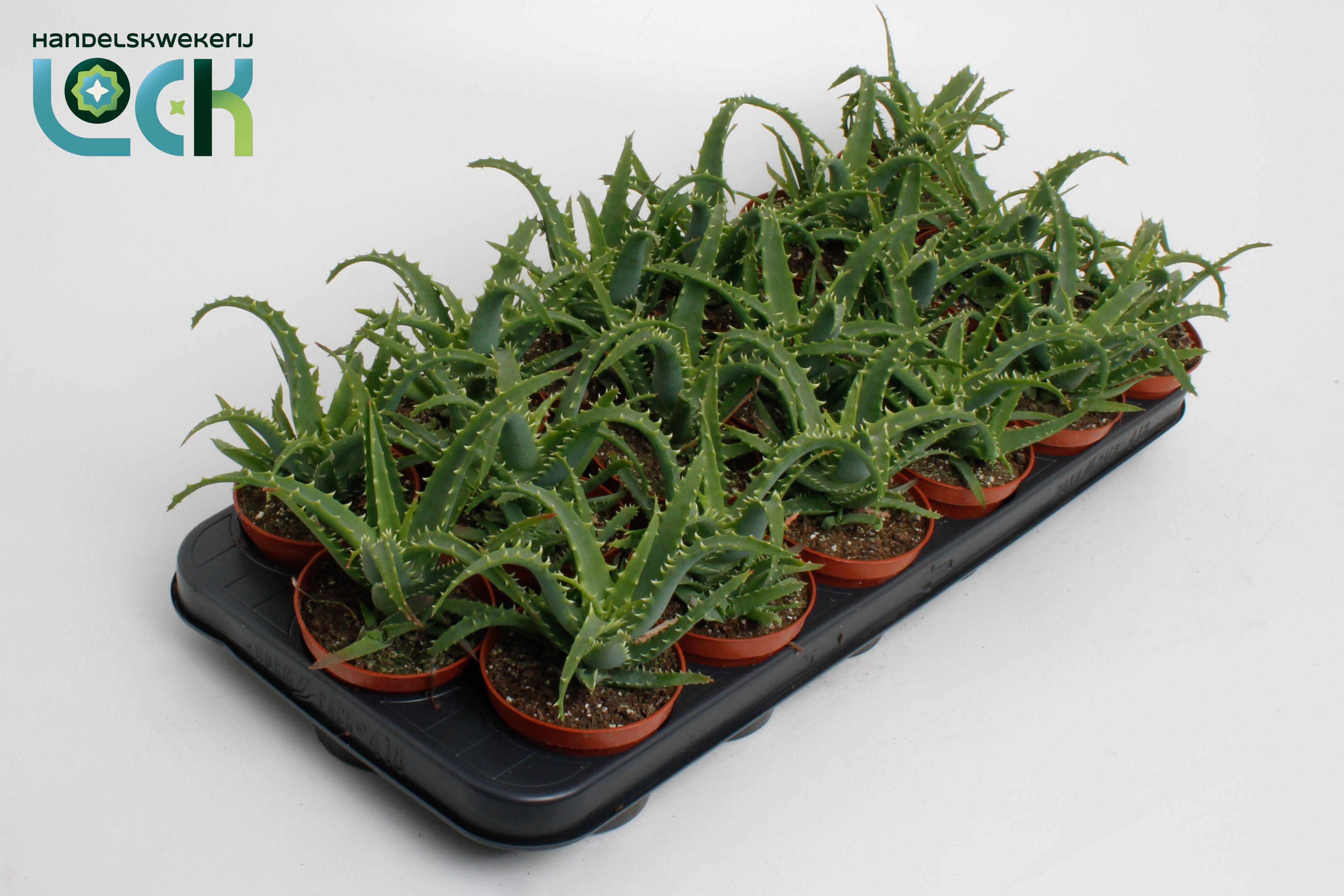 Горшечные цветы и растения оптом Aloe Arborencis от 18шт (для телеги) из Голландии с доставкой по России