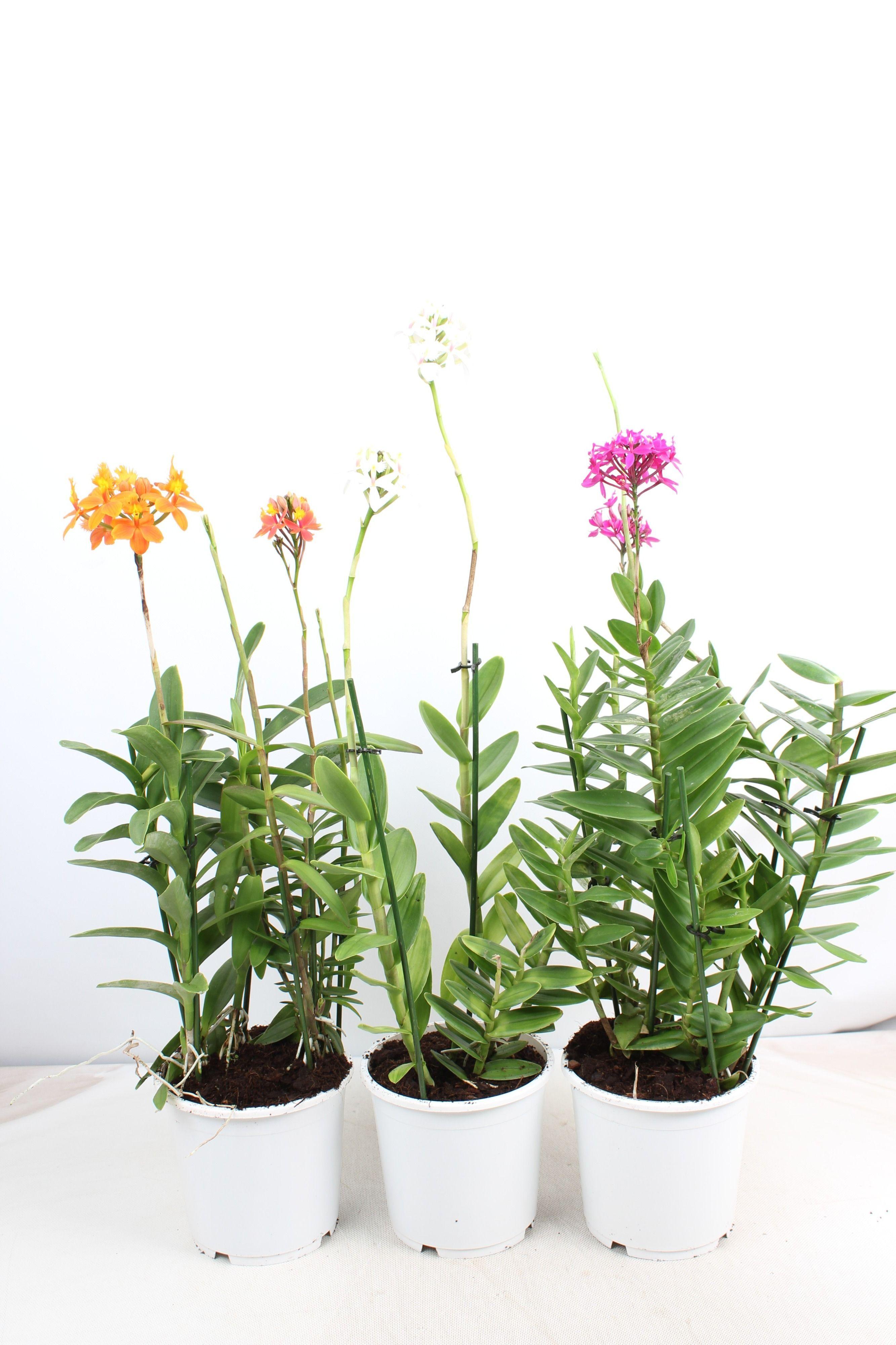 Горшечные цветы и растения оптом Epidendrum 2st Light Purple Toef от 5шт из Голландии с доставкой по России