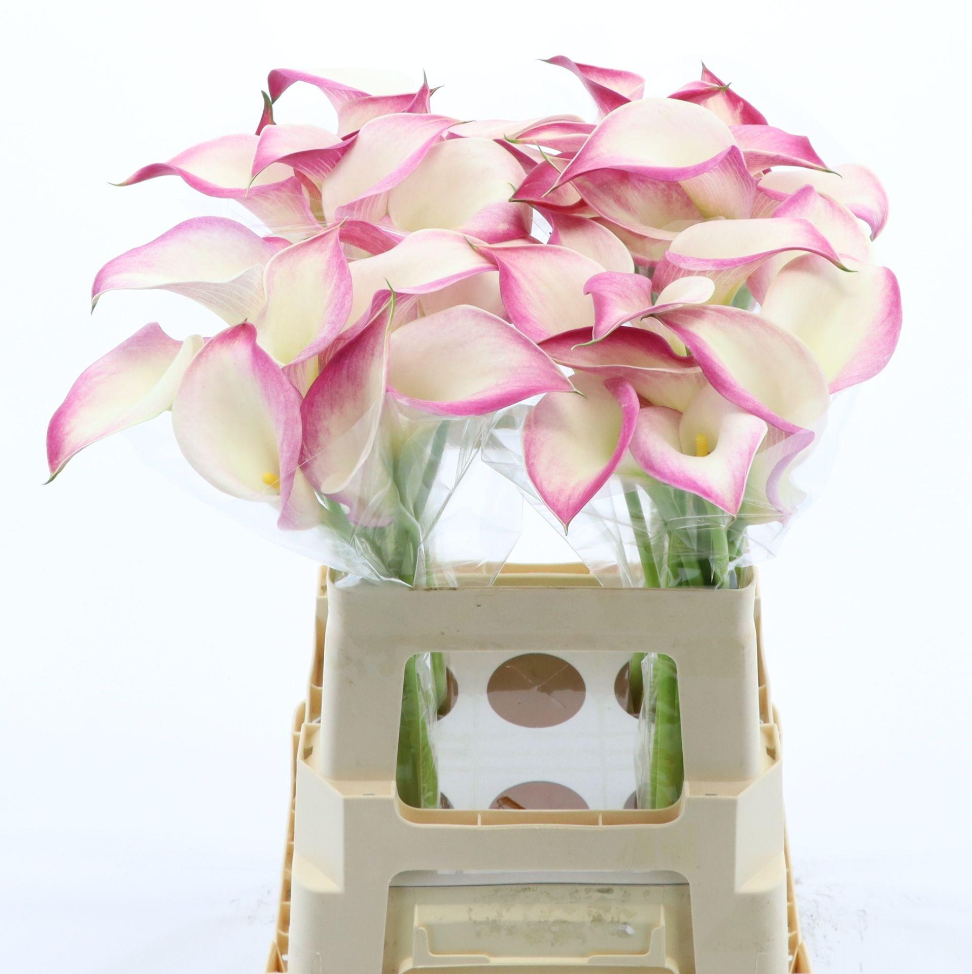 Срезанные цветы оптом Zantedeschia call mario от 40шт из Голландии с доставкой по России