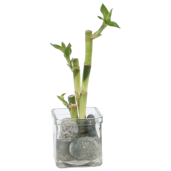 Горшечные цветы и растения оптом Lucky Bamboo Zen Arrangement In Glass от 12шт из Голландии с доставкой по России