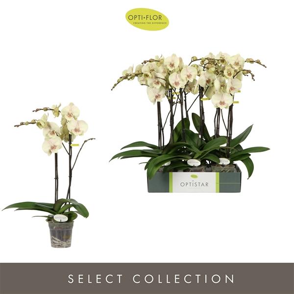 Горшечные цветы и растения оптом Phal 2st Optistar Turner 15+ (opti) от 6шт из Голландии с доставкой по России