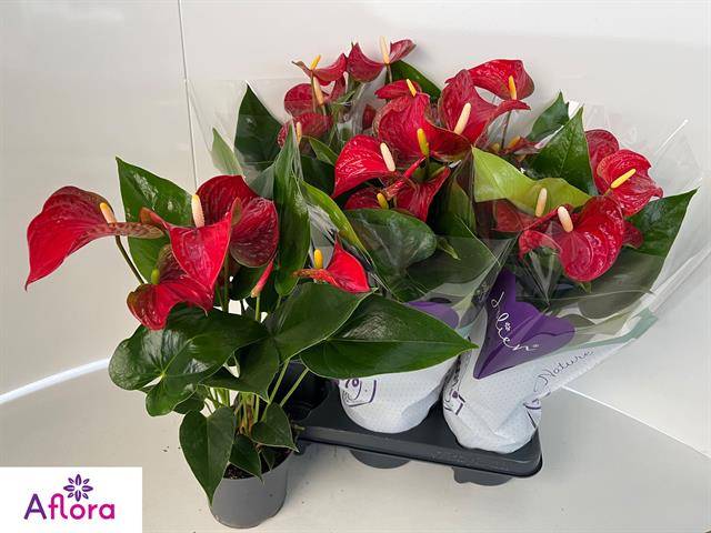 Горшечные цветы и растения оптом Anthu An Bambino Red от 6шт из Голландии с доставкой по России