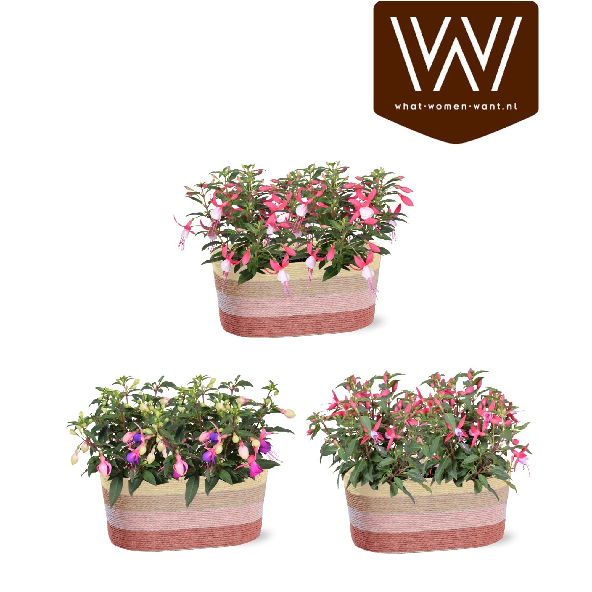 Горшечные цветы и растения оптом Fuchsia Ov от 3шт из Голландии с доставкой по России