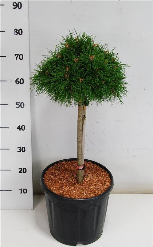 Горшечные цветы и растения оптом Pinus Mugo Benjamin от 1шт из Голландии с доставкой по России