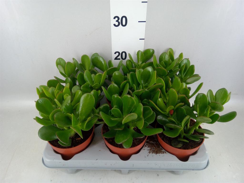 Горшечные цветы и растения оптом Crassula Ovata от 6шт из Голландии с доставкой по России