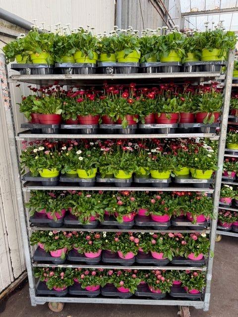 Горшечные цветы и растения оптом Bellis P Mixk от 6шт из Голландии с доставкой по России