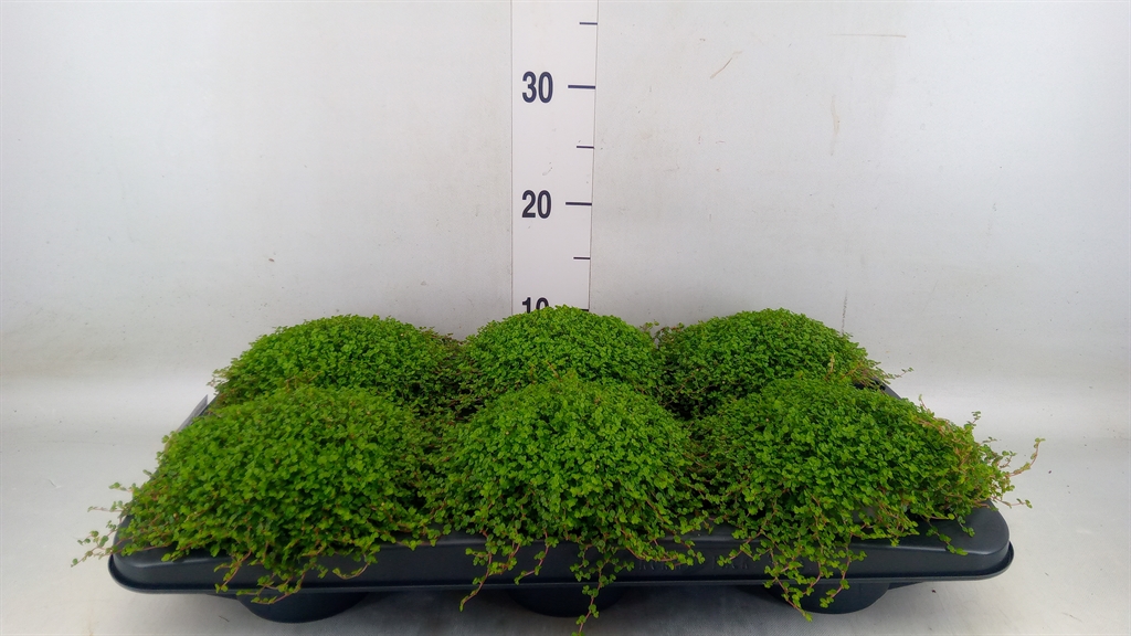 Горшечные цветы и растения оптом Soleirolia Soleirolii   ...green от 6шт из Голландии с доставкой по России